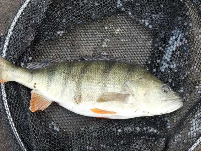 Flussbarsch