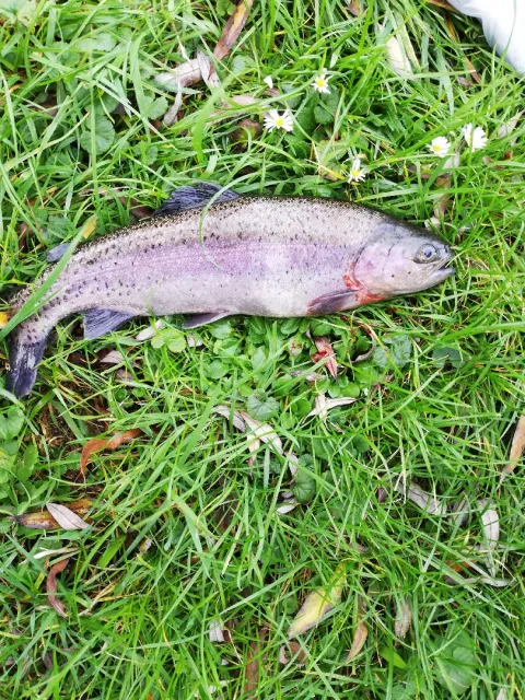 Regenbogenforelle