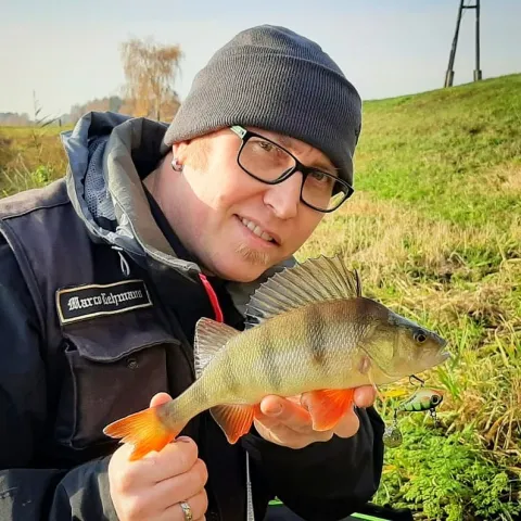Flussbarsch