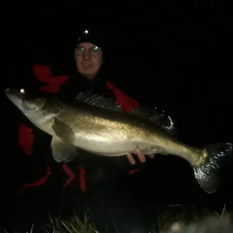 Zander