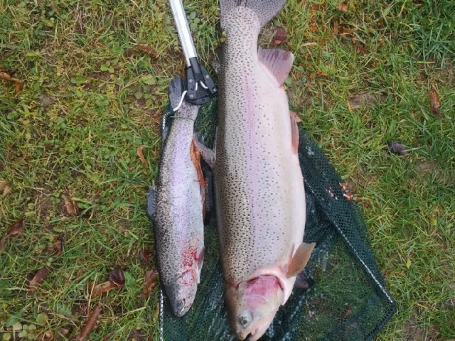 Regenbogenforelle