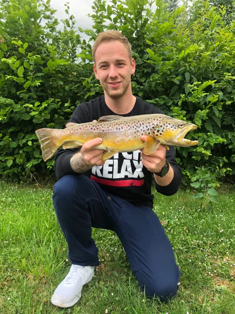 Bachforelle