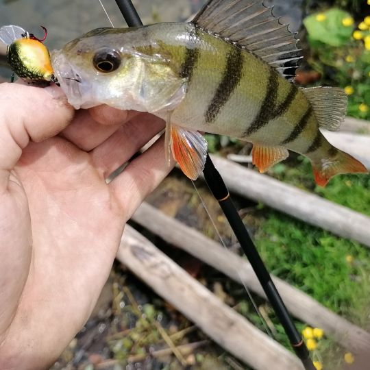 Flussbarsch