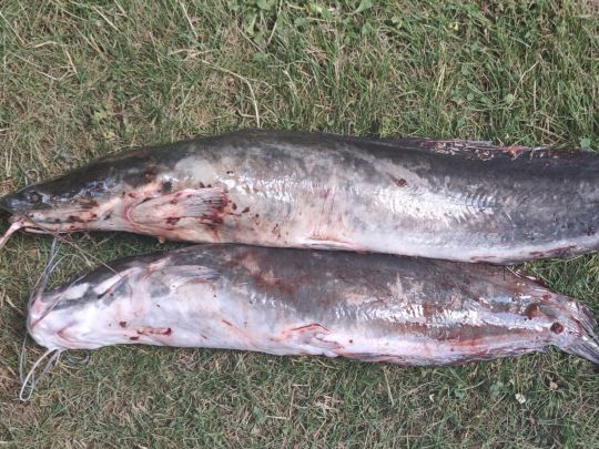 Afrikanischer Raubwels