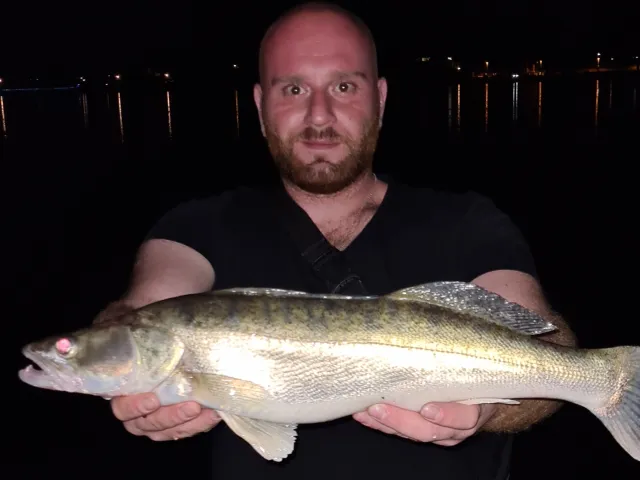 Zander