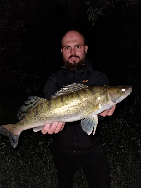 Zander
