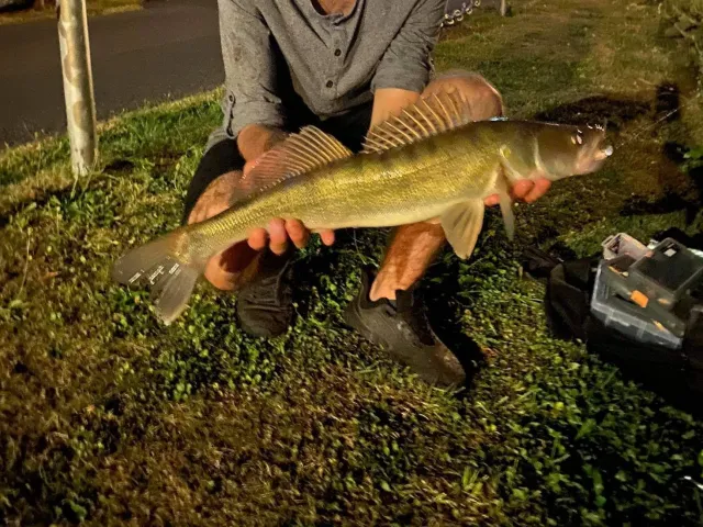 Zander