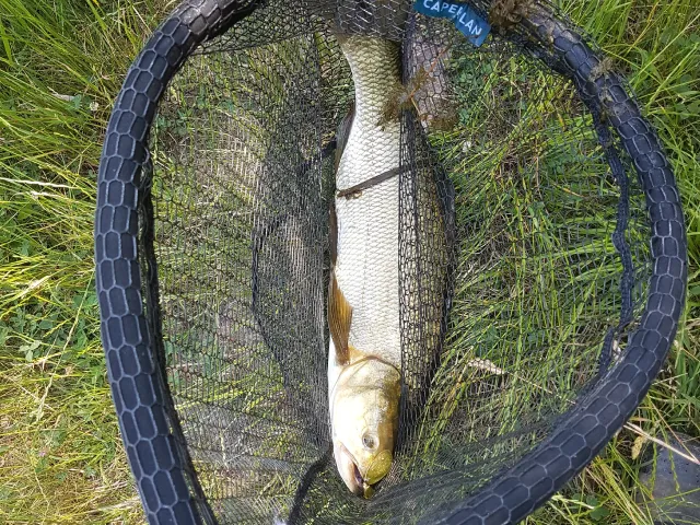 Rapfen