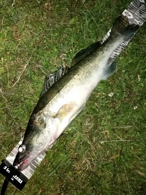 Zander