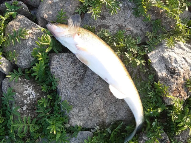 Zander