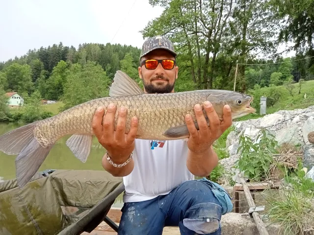 Graskarpfen