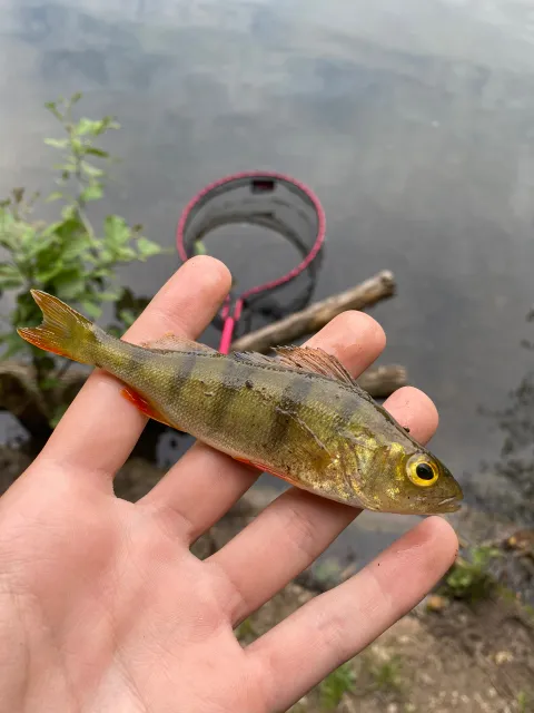 Flussbarsch