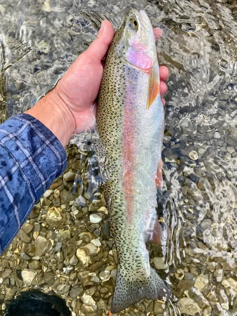 Regenbogenforelle