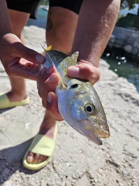 Amberjack
