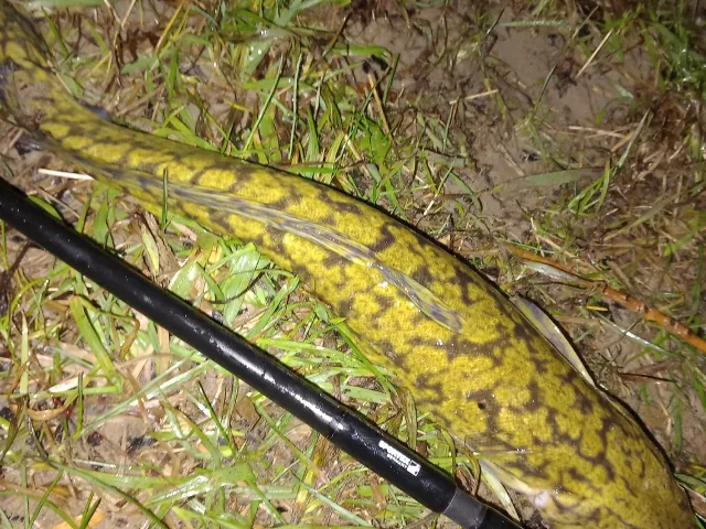 Quappe