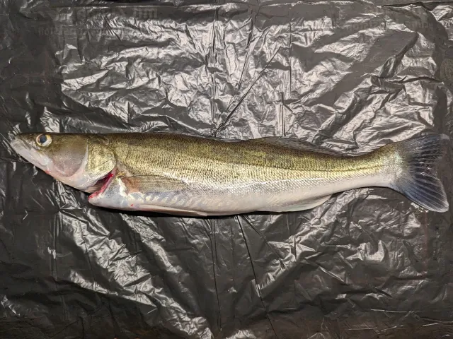 Zander