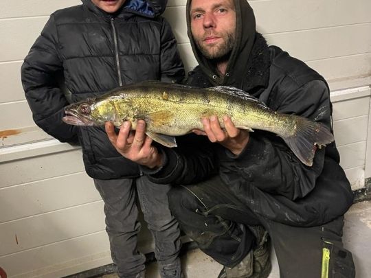 Zander