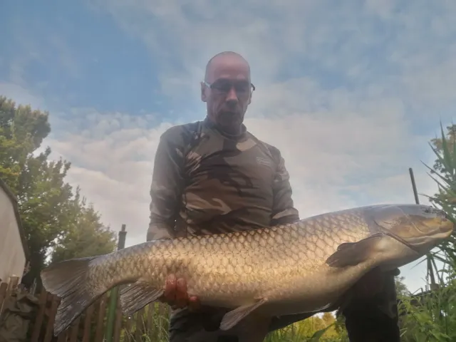 Graskarpfen