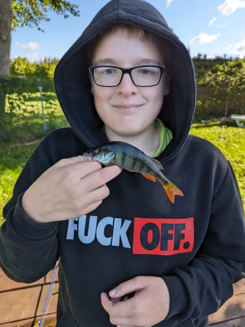 Flussbarsch