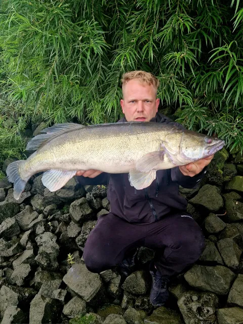Zander