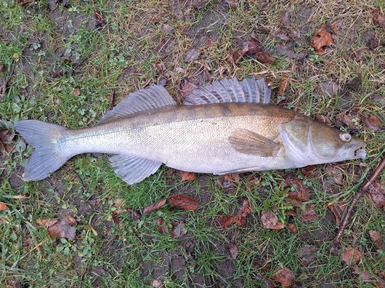 Zander