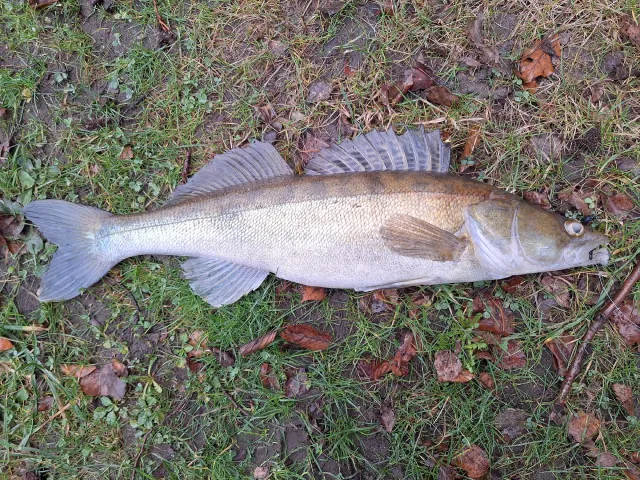 Zander