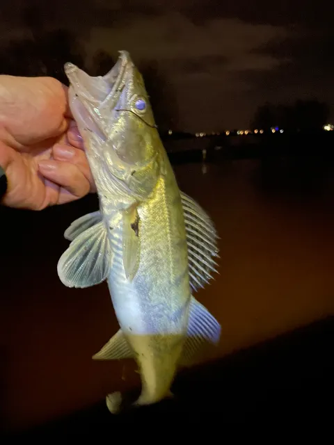 Zander