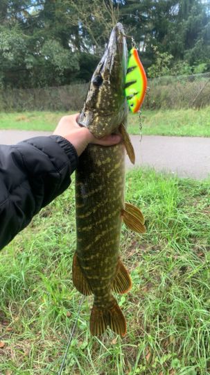 Hecht