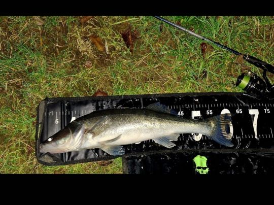 Zander