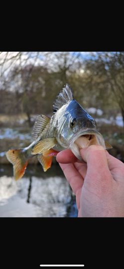 Flussbarsch
