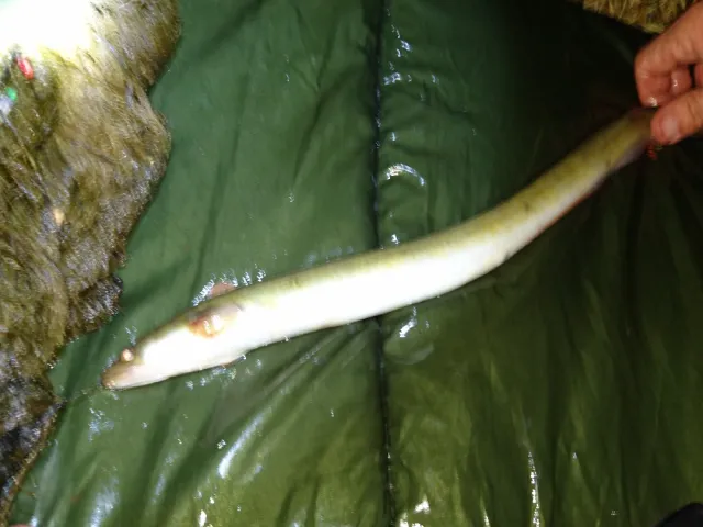 Aal