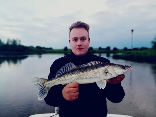 Zander
