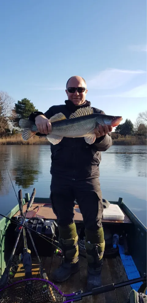 Zander