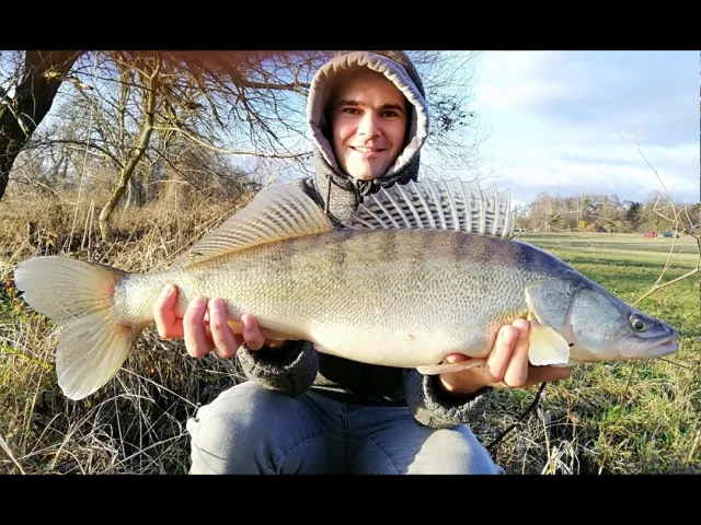 Zander