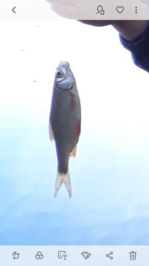 Rotfeder