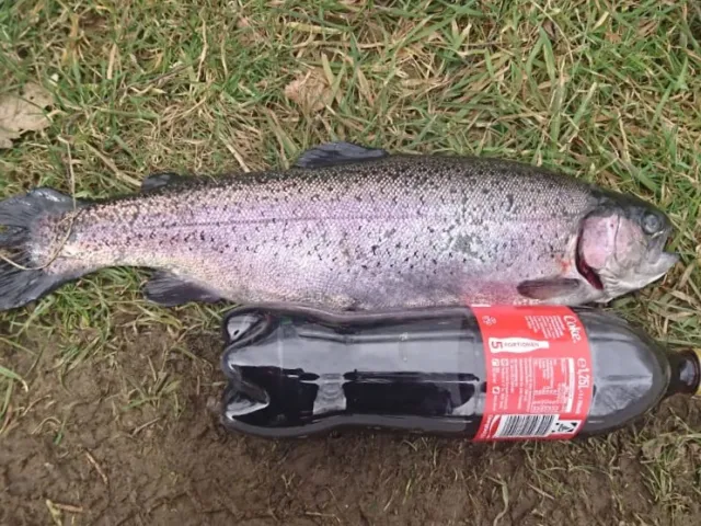 Regenbogenforelle