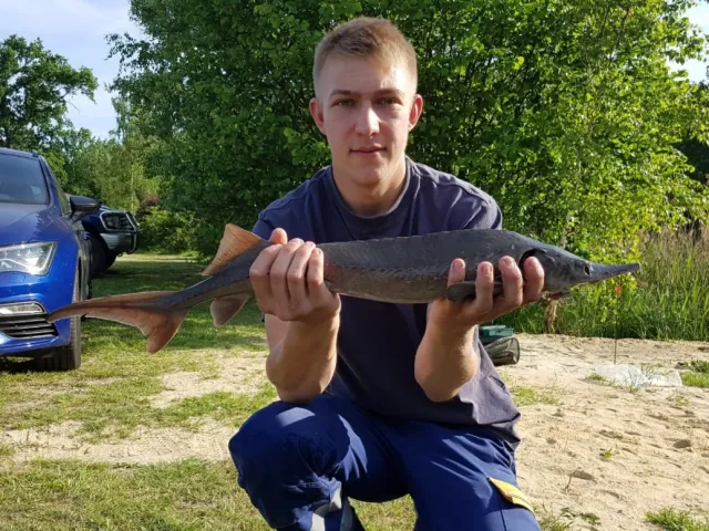 Stör