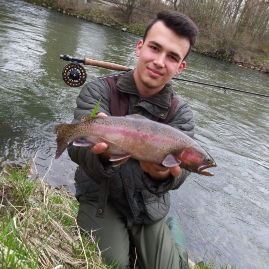 Regenbogenforelle
