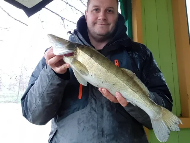 Zander