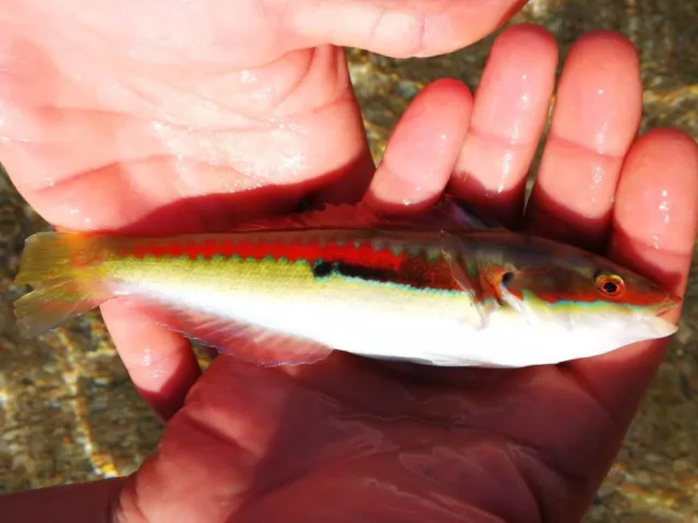 Lippfisch