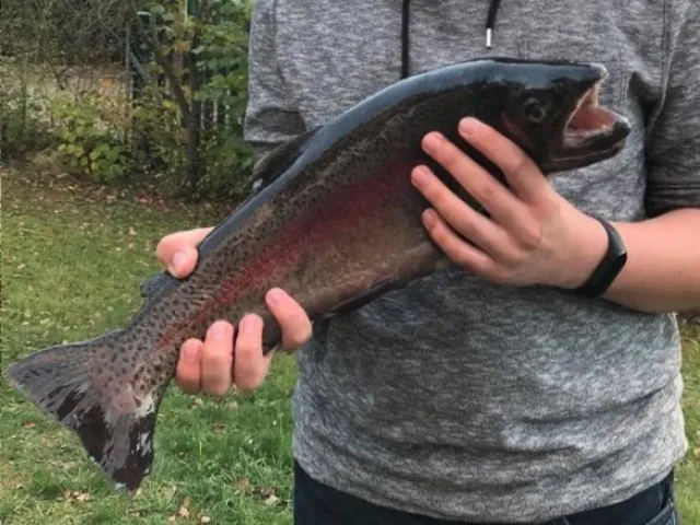 Regenbogenforelle