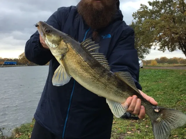 Zander