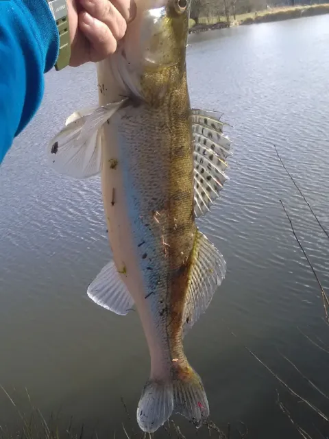Zander