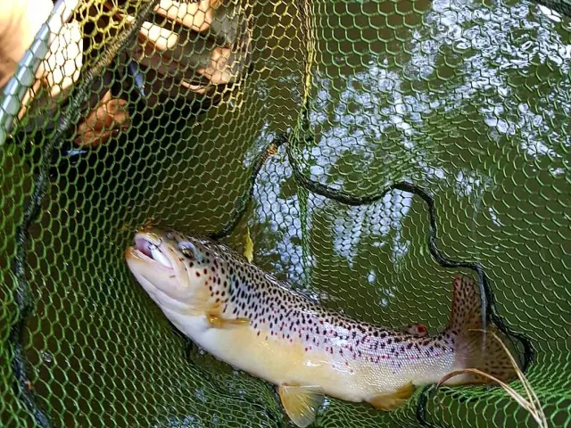Bachforelle