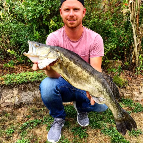 Zander
