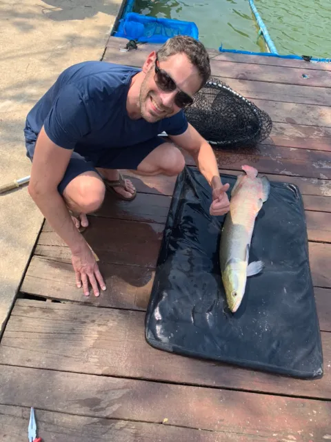 Arapaima