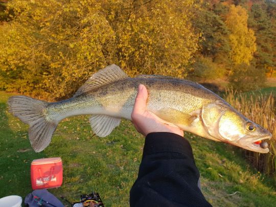 Zander
