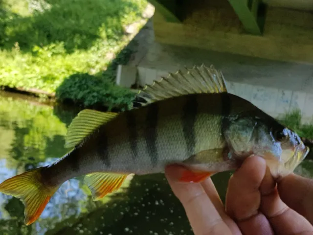Flussbarsch