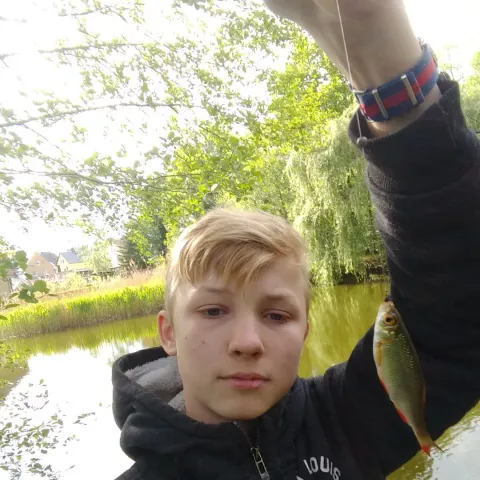 Rotfeder