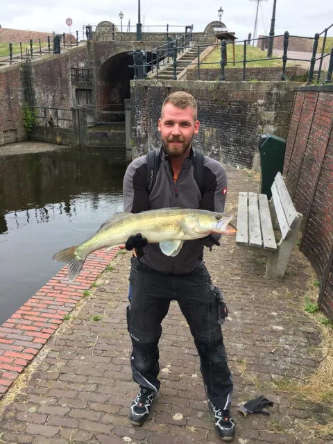 Zander